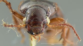Media type: image;   Entomology 5885 Aspect: head frontal view